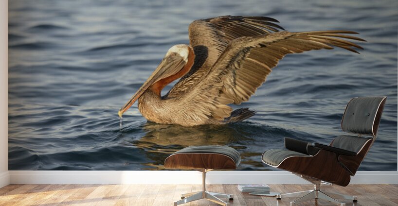 Brown Pelican  Wall Murals