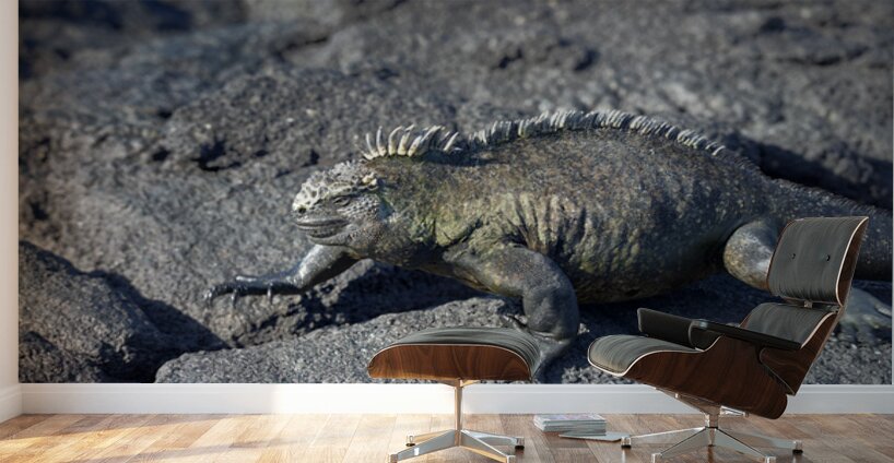 Marine Iguana Wall Murals