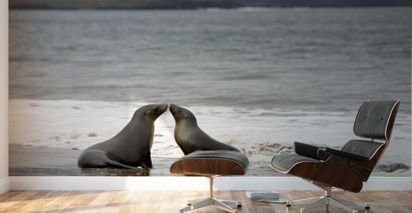 Galapagos sea lions Wall Murals
