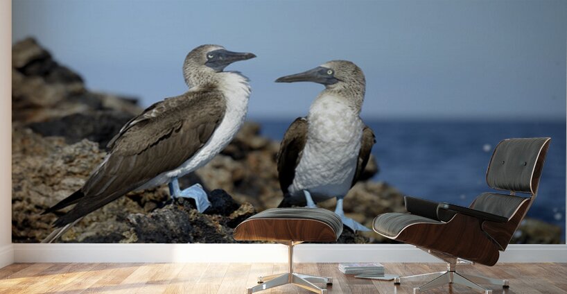 Blue-footed Booby Wall Murals