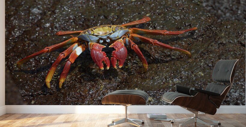 Sally Lightfoot crab Wall Murals