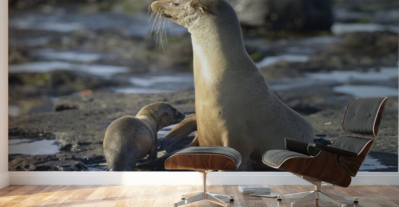 Galapagos sea lion Wall Murals