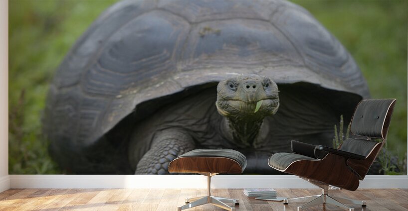Galapagos giant tortoise Wall Murals