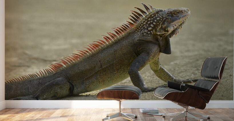 Green Iguana Wall Murals