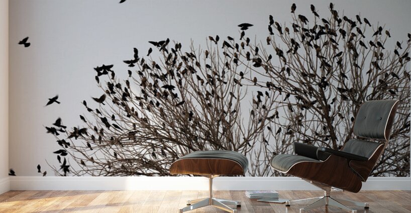 Birds in Flight Wall Murals