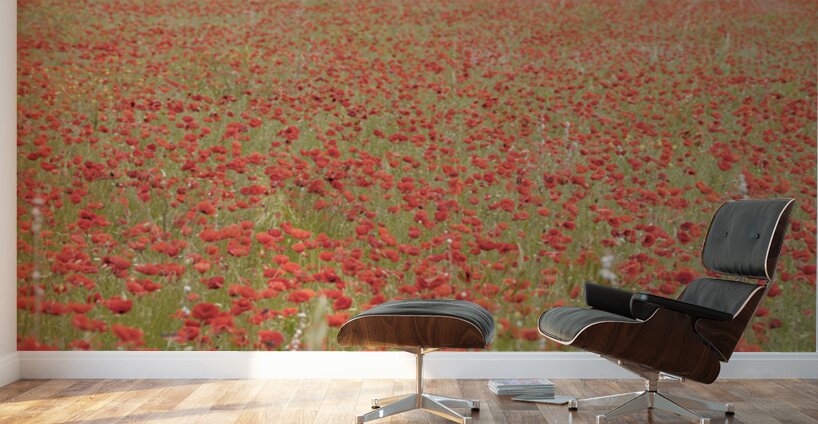 Red poppies - Roussillon Wall Murals