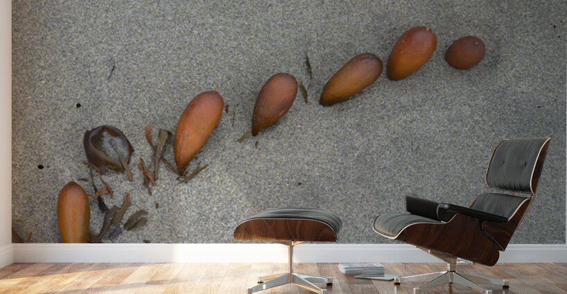 Seaweed floats - Florencia Beach Wall Murals