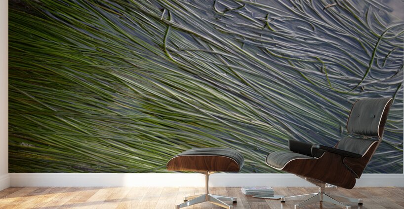Eel grass in a tide pool Wall Murals