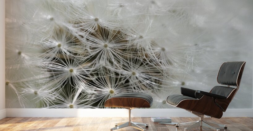 Dandelion Cowichan Valley Vancouver Island British Columbia Canada Wall Murals
