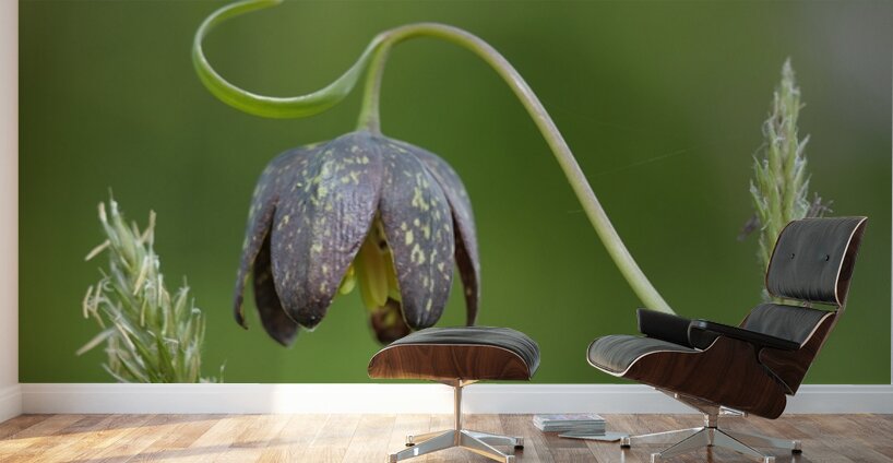 Chocolate Lily Fritillaria affinis Cowichan Valley Vancouver Island British Columbia Canada Wall Murals