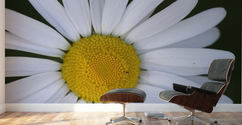 Daisy Cowichan Valley Vancouver Island British Columbia Canada Wall Murals