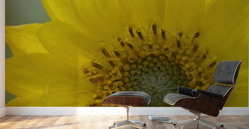 Deltoid Balsamroot Balsamorhiza deltoidea Cowichan Valley Vancouver Island British Columbia Canada Wall Murals