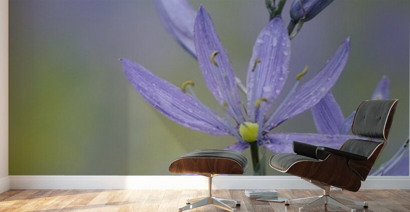 Common Camas Camassia quamash Cowichan Valley Vancouver Island British Columbia Canada Wall Murals