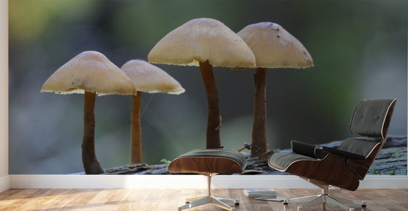 Mycena Mushroom Wall Murals