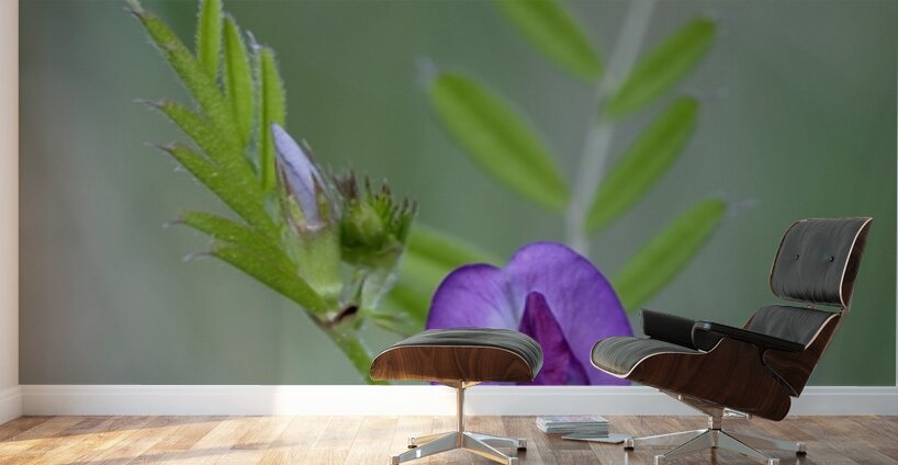 Purple wildflower Cowichan Valley Vancouver Island British Columbia Canada Wall Murals