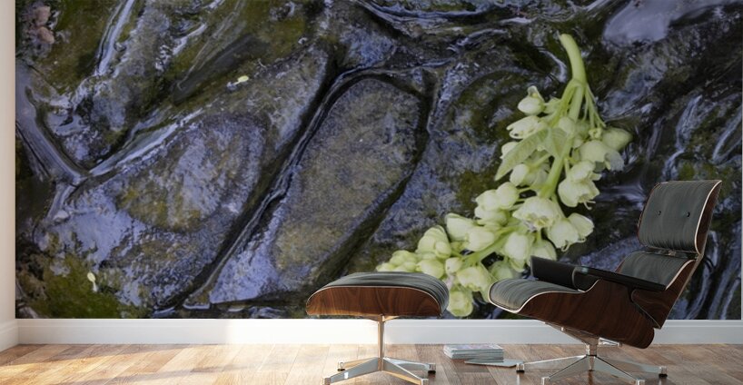 Big Leaf Maple Flower Cowichan Valley Vancouver Island British Columbia Canada Wall Murals