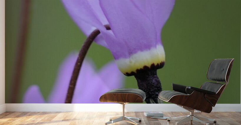 Shooting Star Dodecatheon pulchellum Cowichan Garry Oak Preserve Cowichan Valley Vancouver Island British Columbia. Wall Murals