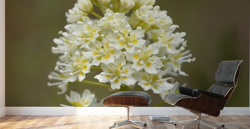 Death Camas or Meadow Death camas Zigadenus venenosus Cowichan Valley Vancouver Island British Columbia Canada Wall Murals