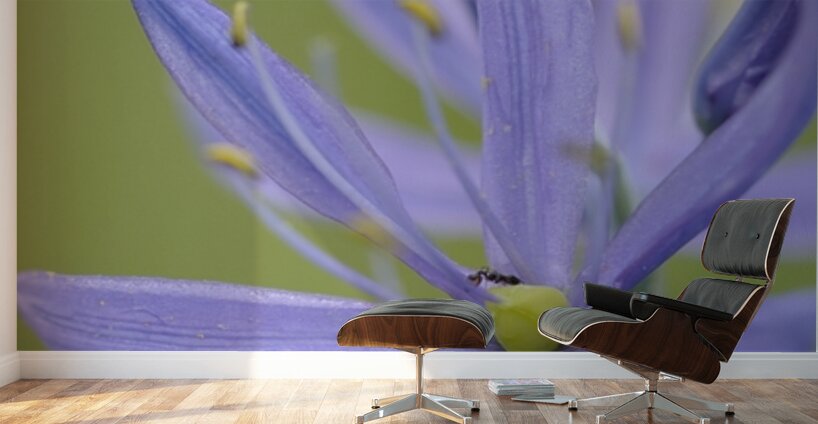 Common Camas Camassia quamash Cowichan Garry Oak Preserve Cowichan Valley Vancouver Island British Columbia. Wall Murals