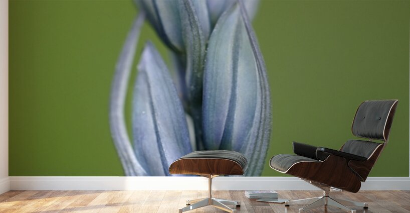 Common Camas Camassia quamash Cowichan Garry Oak Preserve Cowichan Valley Vancouver Island British Columbia. Wall Murals