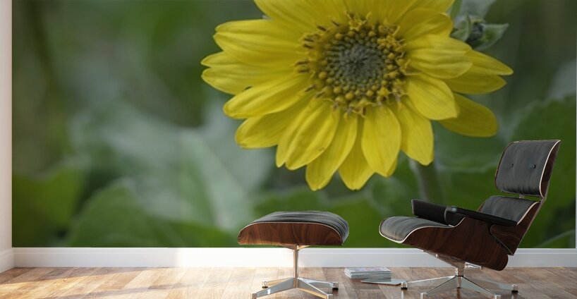 Deltoid Balsamroot Balsamorhiza deltoidea Cowichan Valley Vancouver Island British Columbia Canada Wall Murals