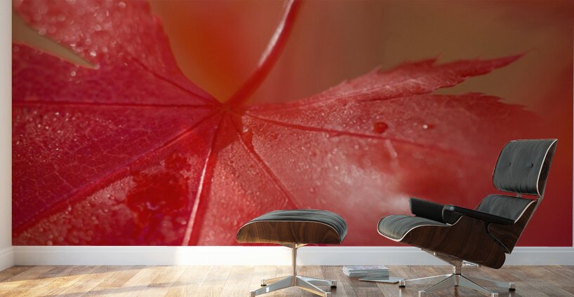 KO 50411 1 Wall Murals