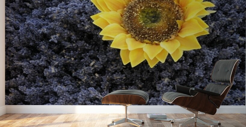 Dried sunflower with lavender flowers Wall Murals