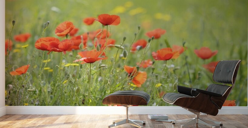 Wild poppies in Lourmarin Wall Murals