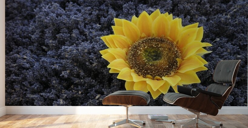 Dried sunflower in a bed of lavender flowers at Lourmarins street market Wall Murals