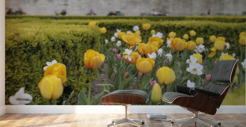 Tulips Jardins des Tuileries - Paris Wall Murals