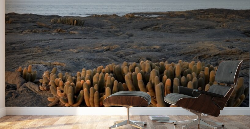 Lava Cactus Brachycereus nesioticus Punta Espinosa Fernandina Island Galapagos Islands Ecuador Wall Murals