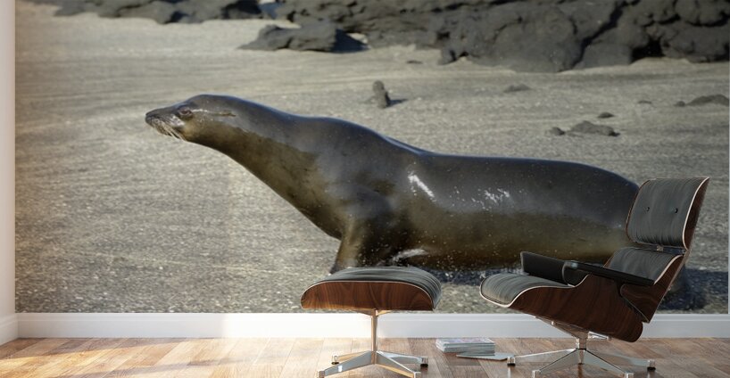 Galapagos sea lion male charging Punta Espinosa Fernandina Island Galapagos Islands Ecuador Wall Murals