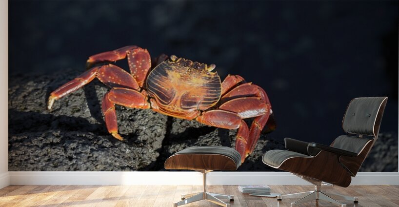 Sally Lightfoot crab Grapsus grapsus on black lava Punta Espinosa Fernandina Island Galapagos  Islands Ecuador Wall Murals