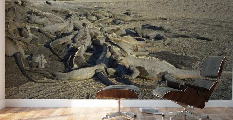 Group of Marine Iguanas Punta Espinosa Fernandina Island Galapagos Islands Ecuador Wall Murals