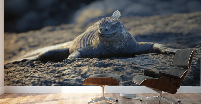 Marine Iguana at sunset Amblyrhynchus cristatus Punta Espinosa Fernandina Island Galapagos Islands Ecuador Wall Murals
