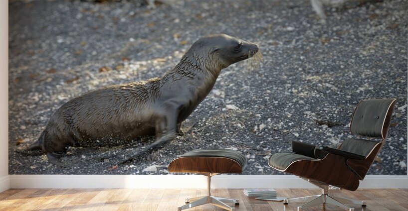 Galapagos sea lion Zalophus californianus wollebaeki juvenile Punta Espinosa Fernandina Island Galapagos Islands Ecuador
 Wall Murals