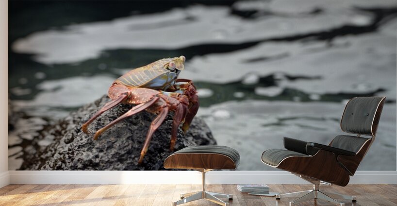 Sally Lightfoot crab Grapsus grapsus Urbina Bay Isabela Island Galapagos Islands Ecuador Wall Murals