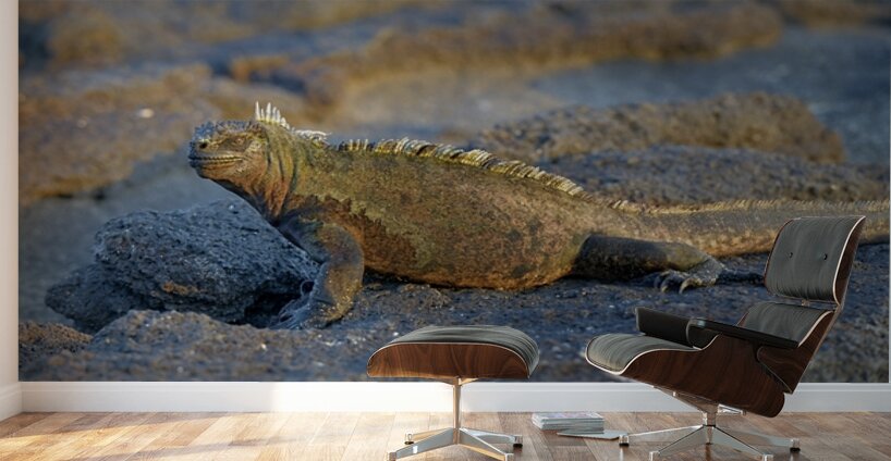 Marine Iguana Amblyrhynchus cristatus at sunset with beautiful coloring Punta Espinosa Fernandina Island Galapagos Islands Ecuador Wall Murals