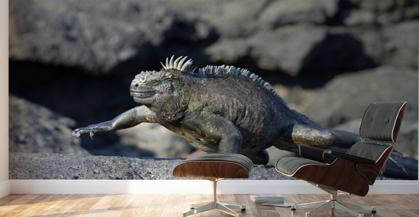 Marine Iguana Amblyrhynchus cristatus walking Punta Espinosa Fernandina Island Galapagos Islands Ecuador Wall Murals
