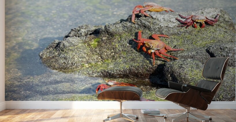 Sally Lightfoot crab - Punta Espinosa Fernandina Island - Galapagos Islands Wall Murals