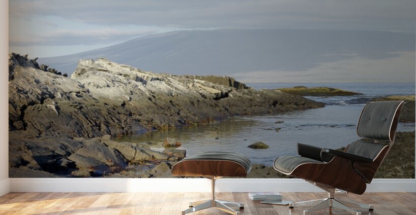 Sally lightfoot crabs on a rocky beach at Punta Espinosa Fernandina Island Galapagos Islands Ecuador
 Wall Murals
