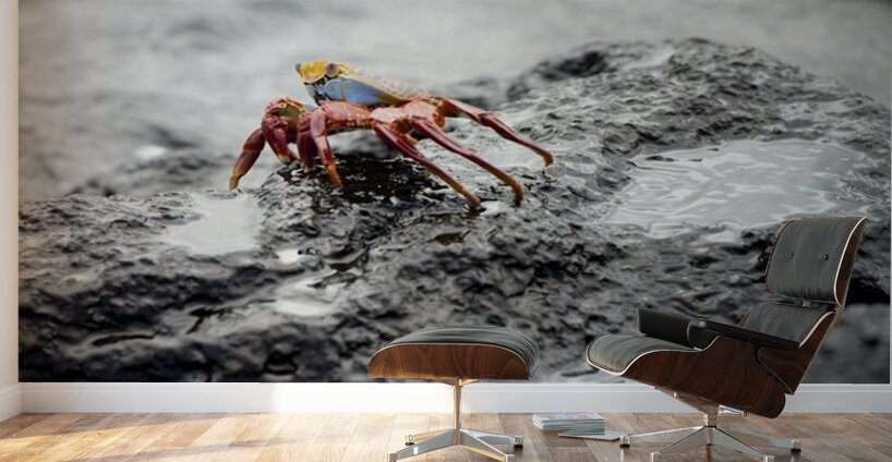 Sally Lightfoot crab Grapsus grapsus Urbina Bay Isabela Island Galapagos Islands Ecuador Wall Murals