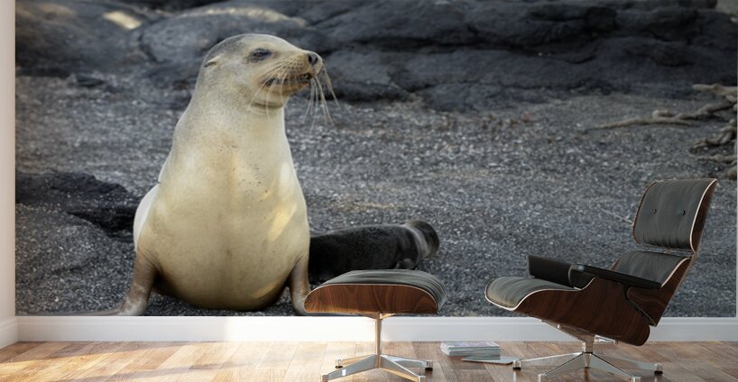 Galapagos sea lion female with pup Punta Espinosa Fernandina Island Galapagos Islands Ecuador Wall Murals