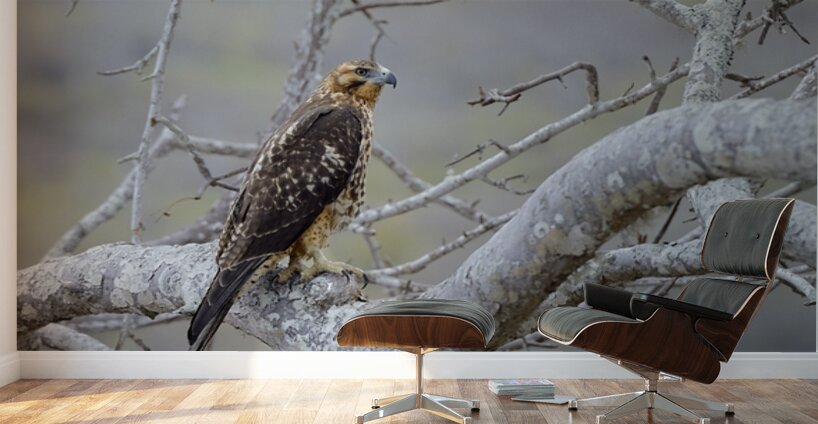 Galapagos Hawk Buteo galapagoensis Santiago Island Galapagos Islands Ecuador
 Wall Murals