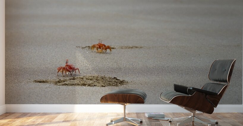 Ghost crabs Ocypode Gaudichaudii and burrows on Espumilla Beach Santiago Island Galapagos Islands Ecuador
 Wall Murals