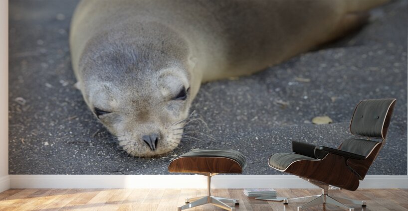 Galapagos sea lion Zalophus wollebaeki Puerto Egas Santiago Island Galapagos Islands Ecuador Wall Murals