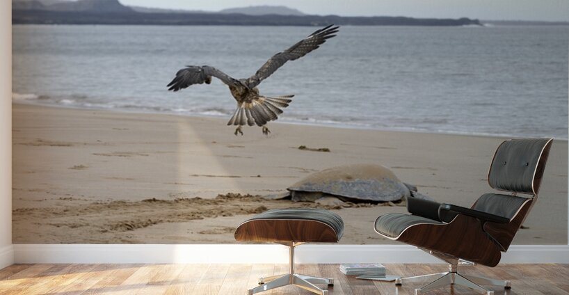 Galapagos Hawk Buteo galapagoensis flying above a Galapagos green turtle Playa Espumilla Santiago Island Galapagos Islands Ecuador
 Wall Murals