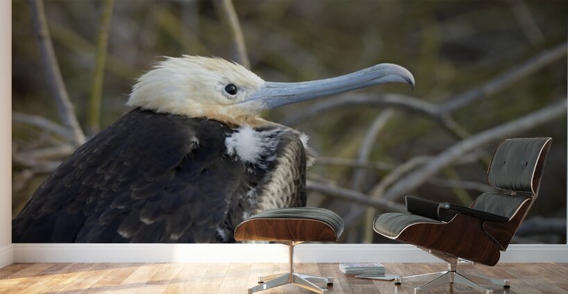 Magnificent Frigatebird Fregata magnificens immature with white head and blue beak North Seymour Island Galapagos Islands Ecuador
 Wall Murals