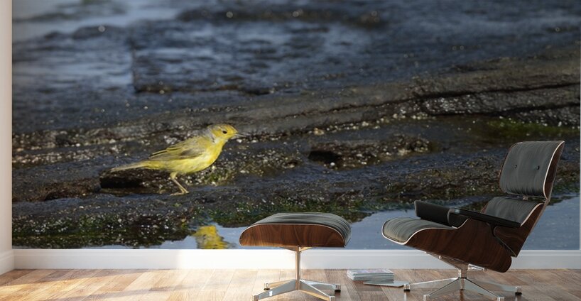 Yellow Warbler Dendroica petechia aureola Puerto Egas Santiago Island Galapagos Islands Ecuador
 Wall Murals