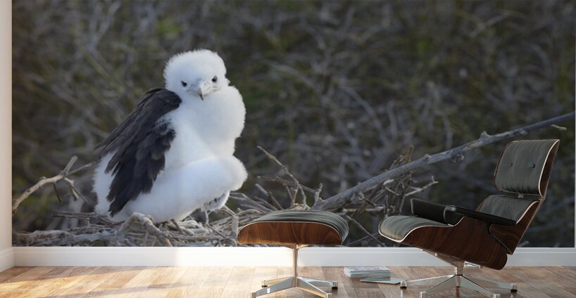 Magnificent Frigatebird Fregata magnificens chick sitting on nest North Seymour Island Galapagos Islands Ecuador
 Wall Murals